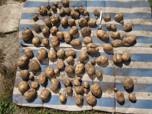 potatoes 013