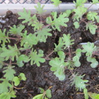 Planting Veggies Inside